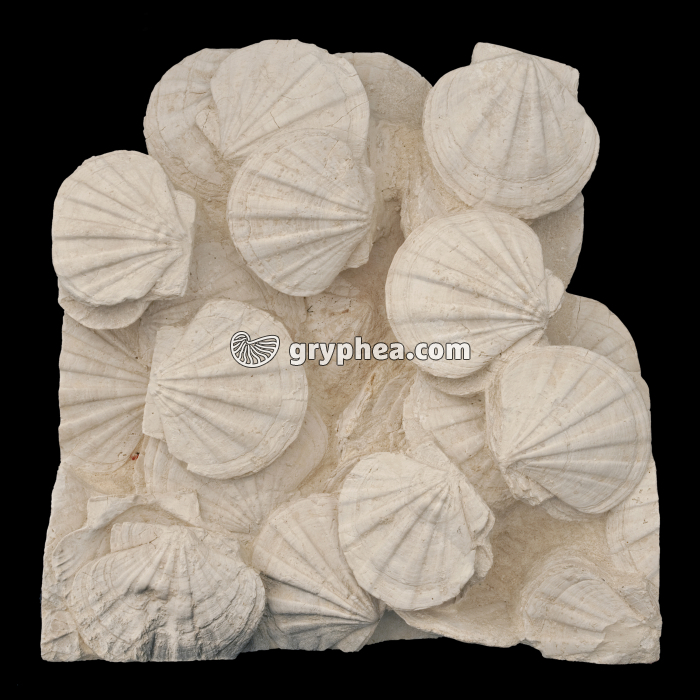 Pectens fossiles (Coquilles St Jacques) - gryphea.com